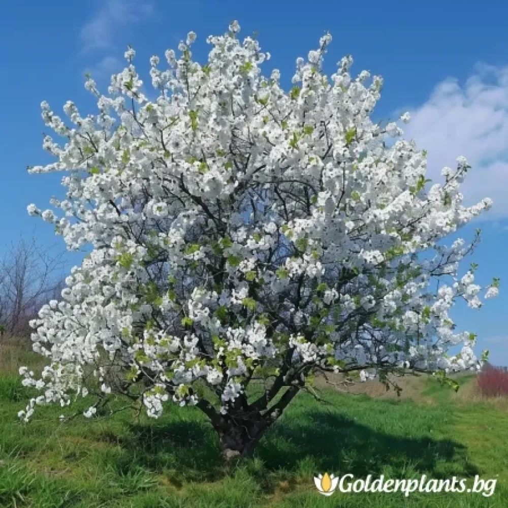 Японска вишна – сорт ‘Ямадей’