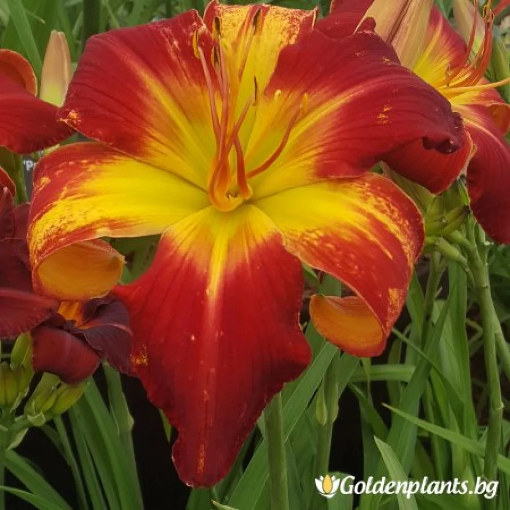 Хемерокалис /Hemerocallis (цъфтящ вид)