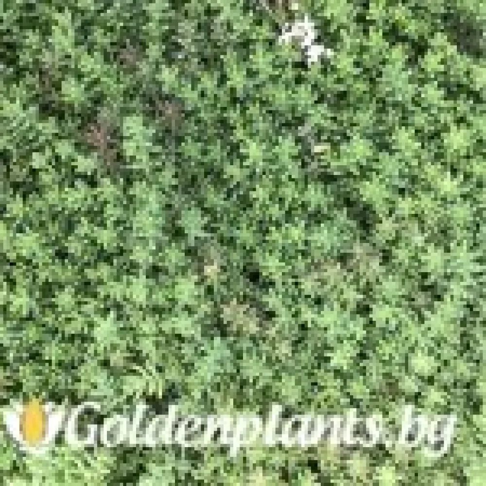 Седум green carpet зелен (градински вид)
