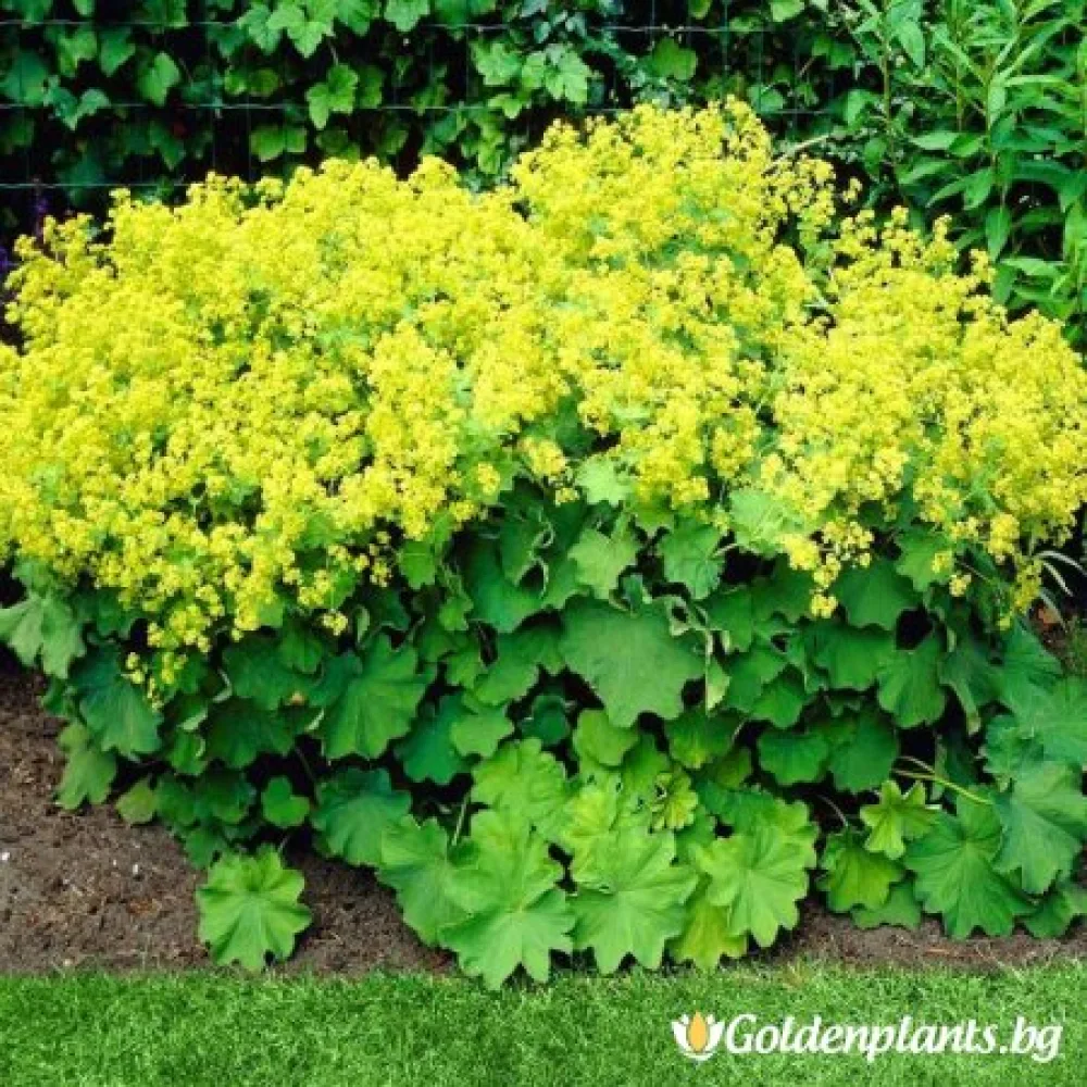 Алхемила, Шапиче Робустика (цъфтящ вид)