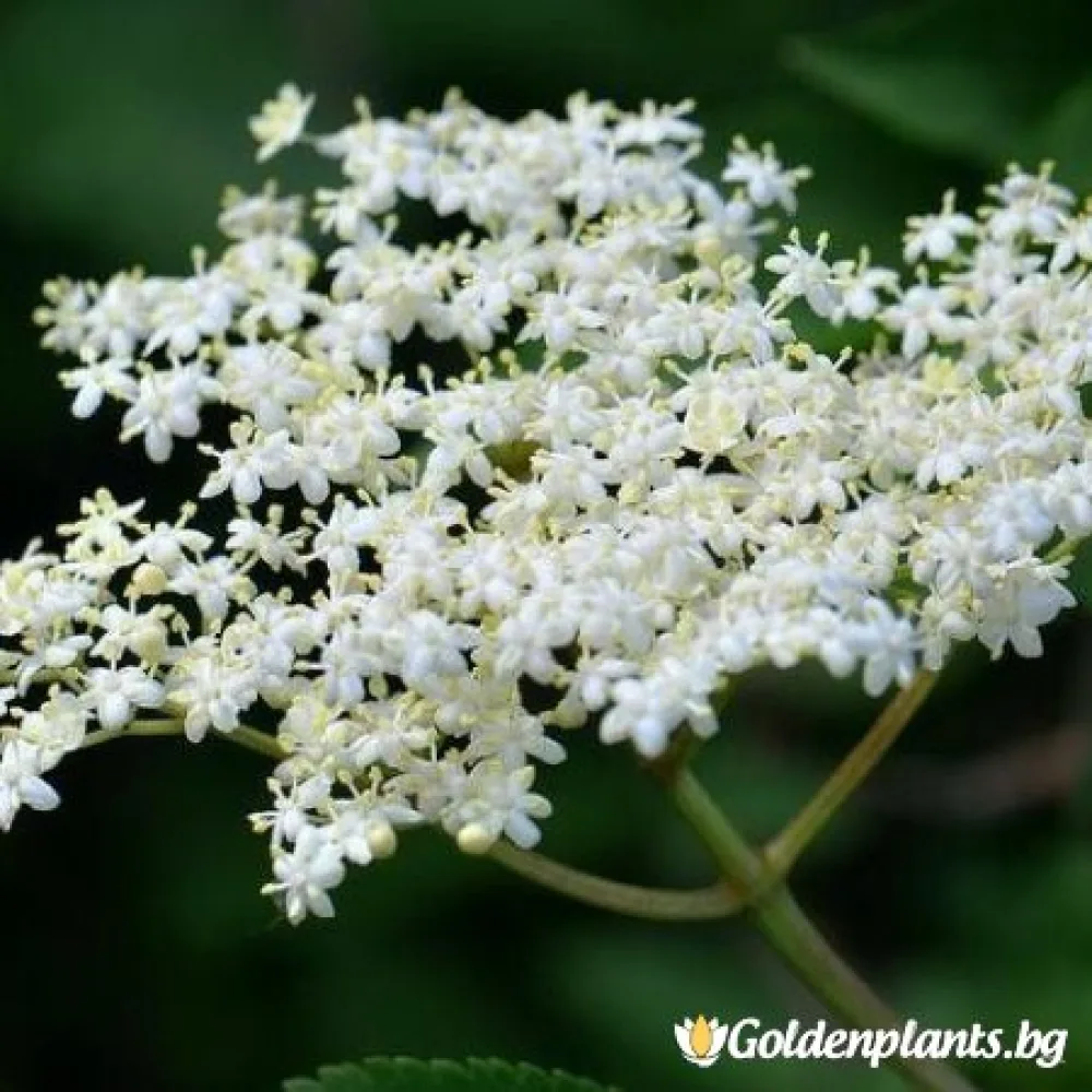 Черен бъз (плодов сорт)
