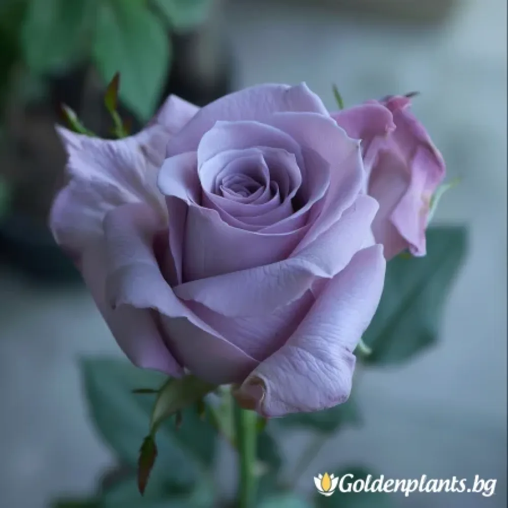 Роза – сорт ‘Цъфтяща Симфония’ (гол корен)