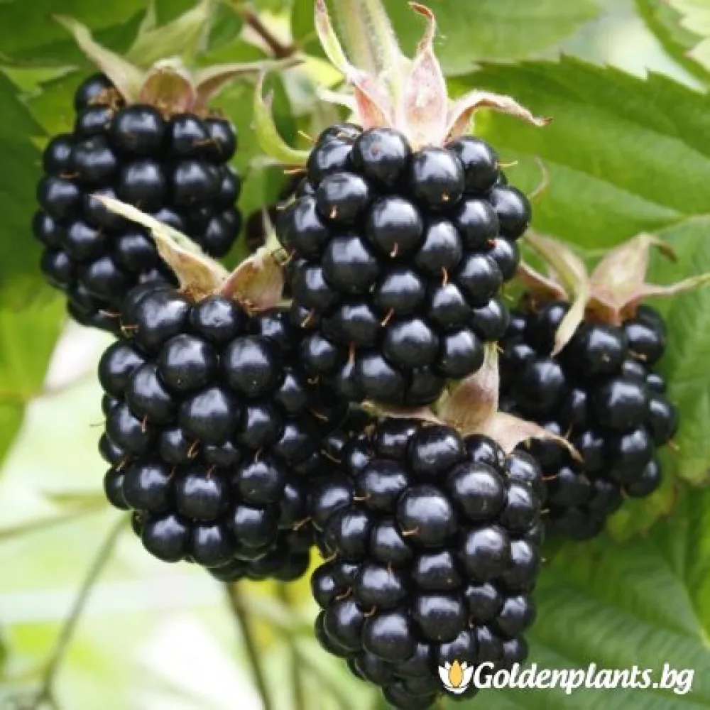 Къпина Честър (плодов сорт)