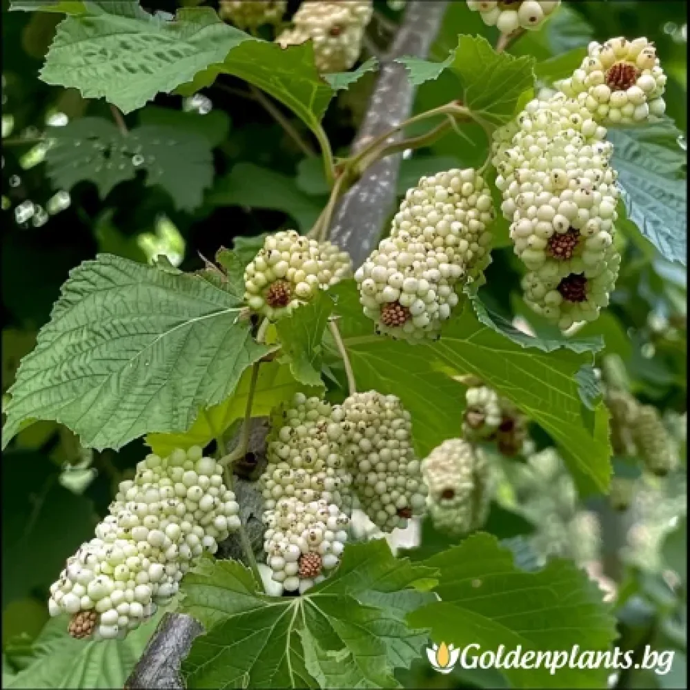 Бяла черница (плодов сорт)