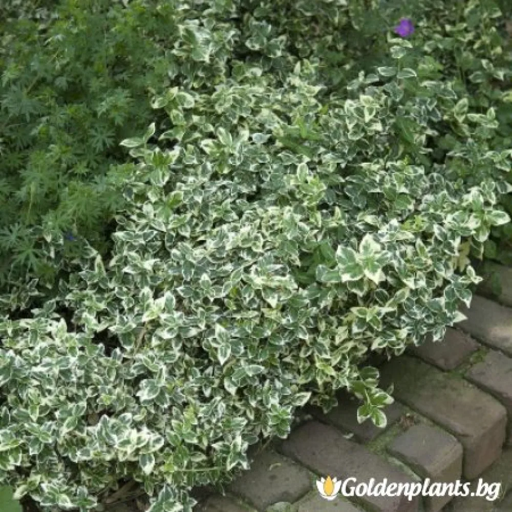 Фортунов чашкодрян с бял кант (дървесен вид)