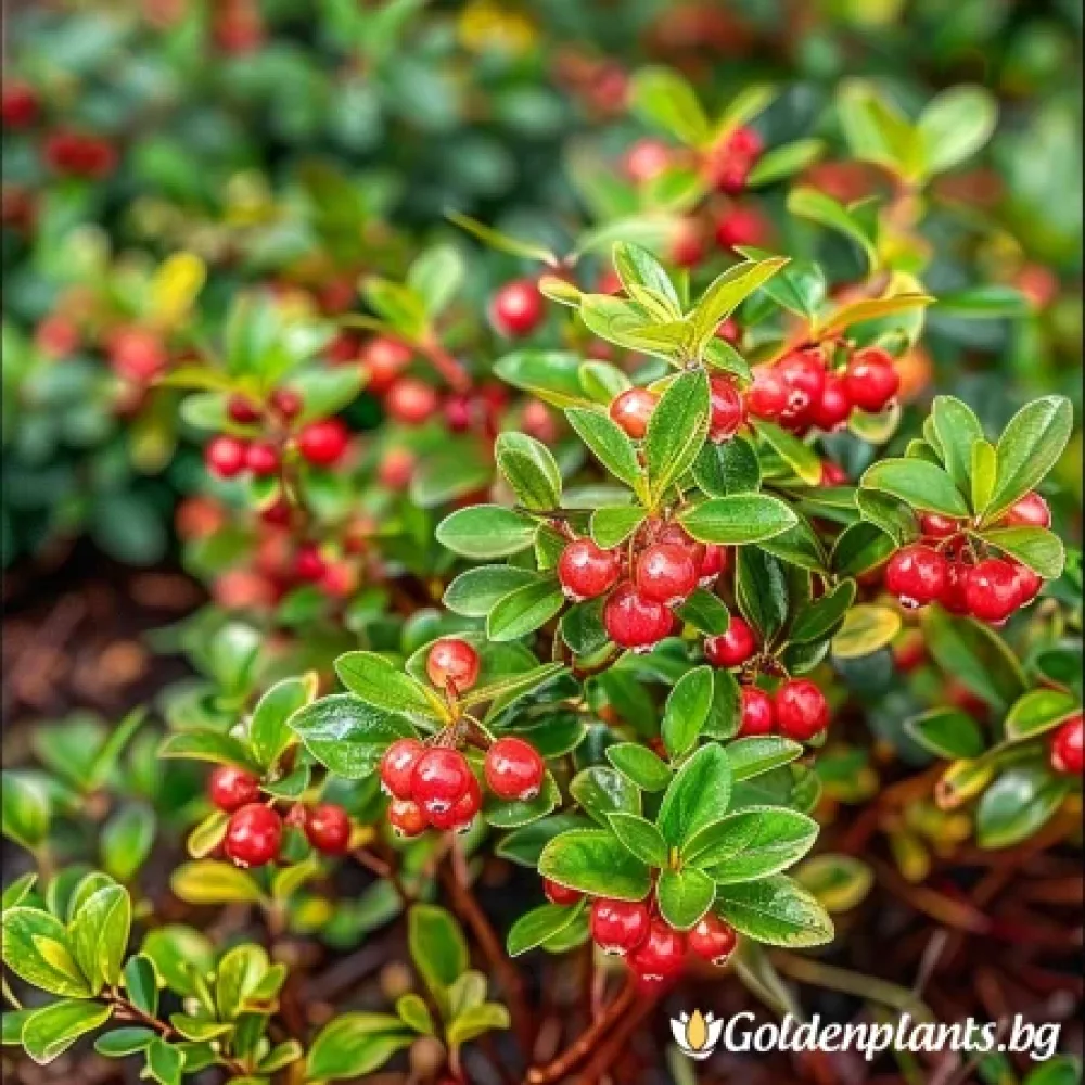 Американска червена боровинка – сорт ‘Стивънс’