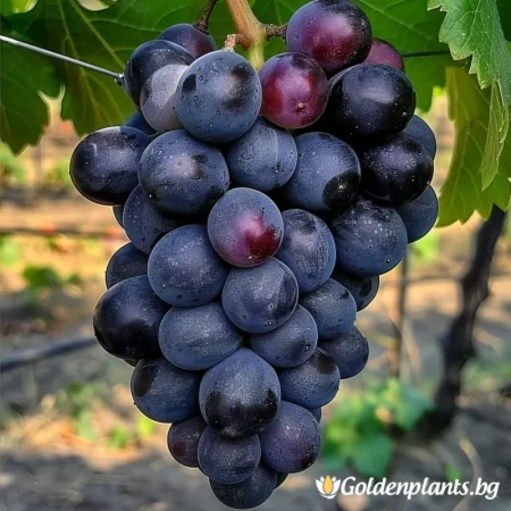 Лоза сорт Тангра - безсеменен десертен сорт грозде - Късно зреещ, черен, едър (лозов сорт)