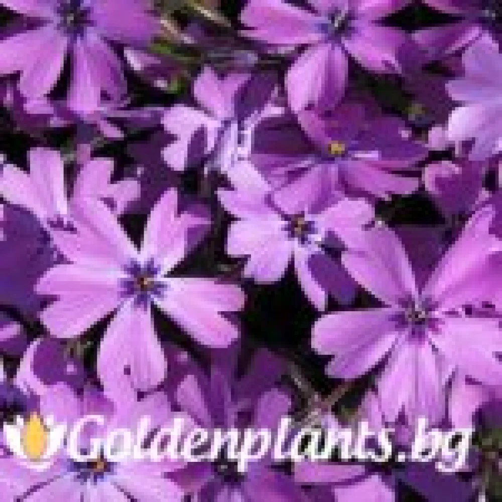 Алпийски Флокс Purple Beauty (градински вид)