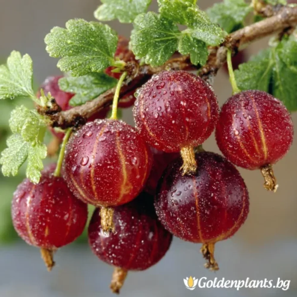 Цариградско грозде – сорт ‘Каменар’