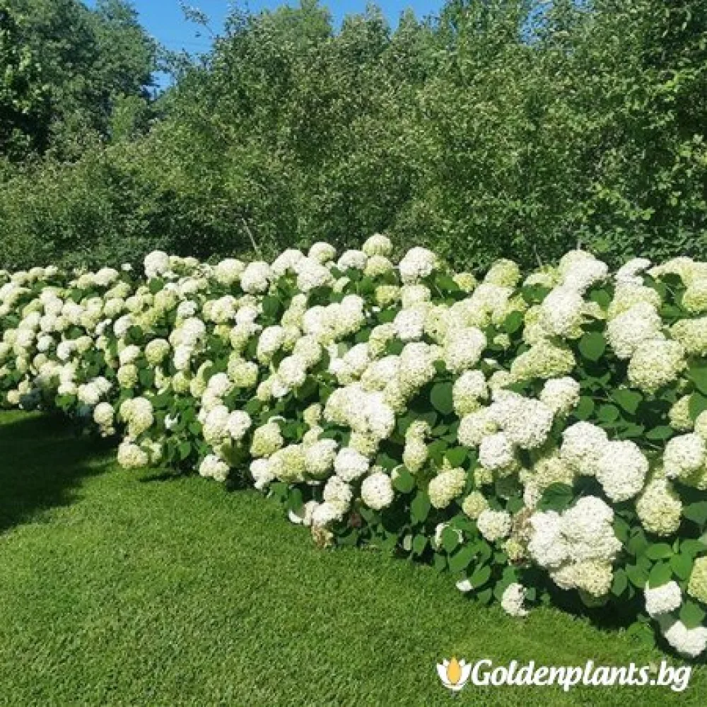 Хортензия бяла (дървесен вид)