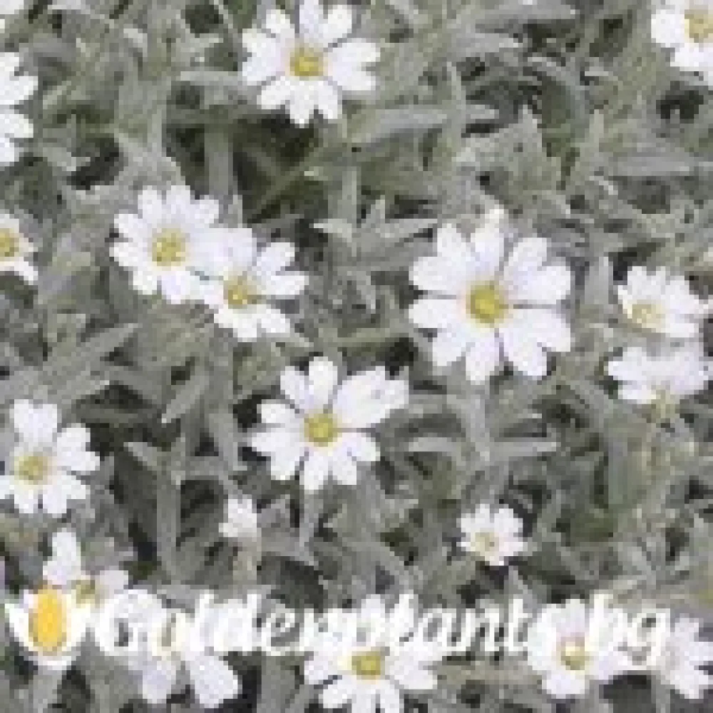 Церастиум / Рожец (градински вид)