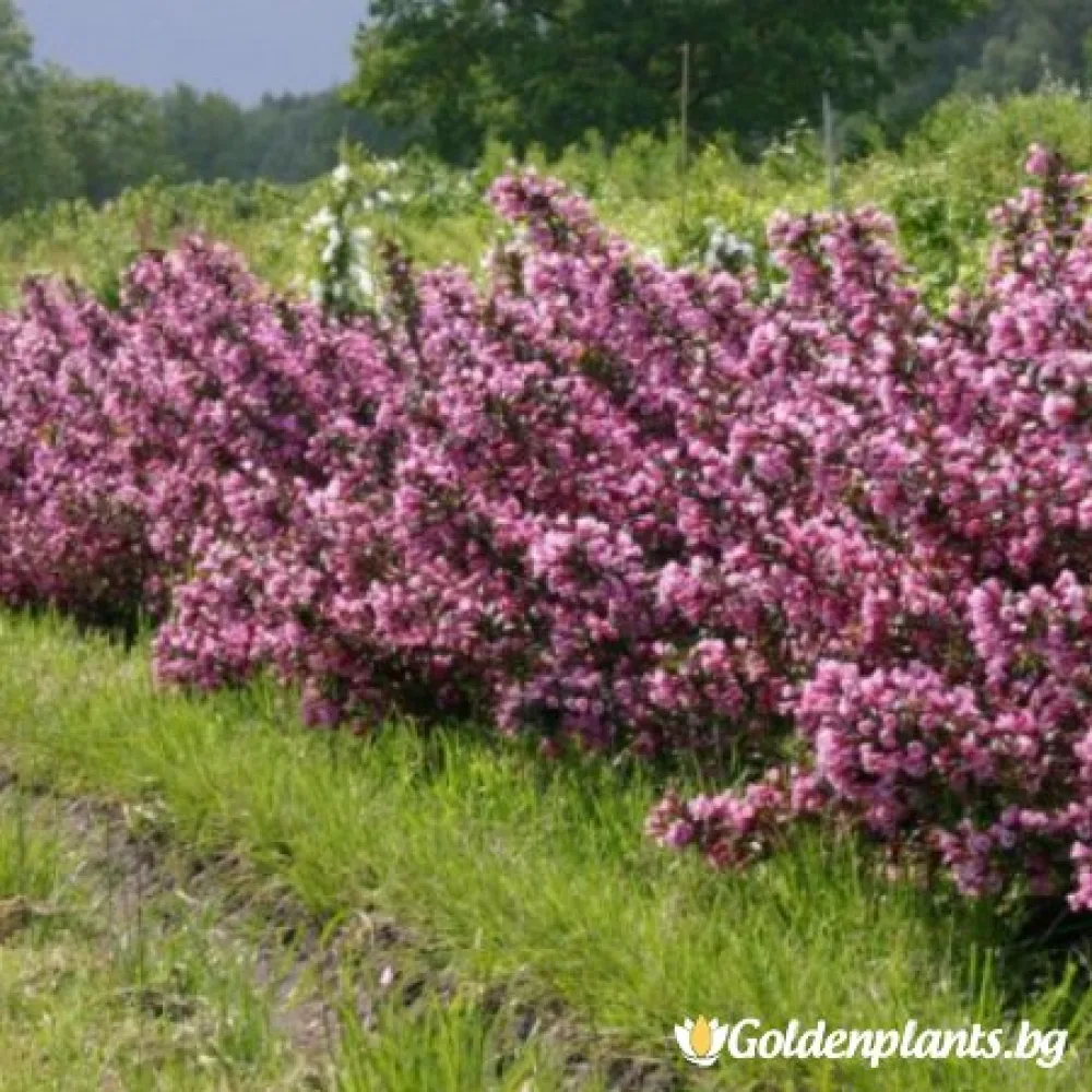 Вайгела florida Purpurea (дървесен вид)