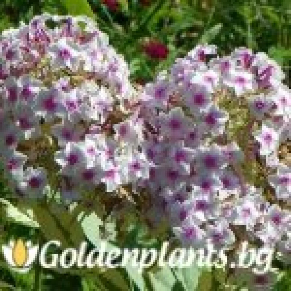 Алпийски флокс шарен (градински вид)