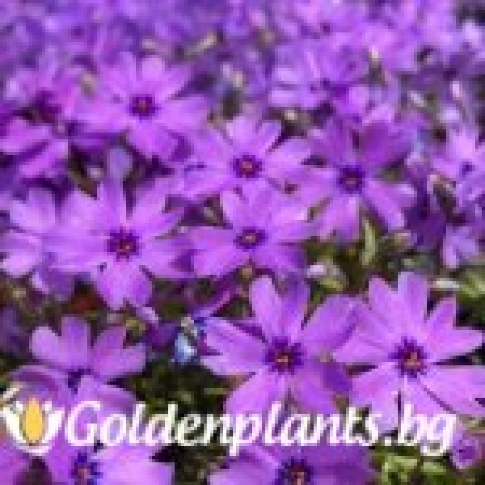Алпийски Флокс Purple Beauty (градински вид)