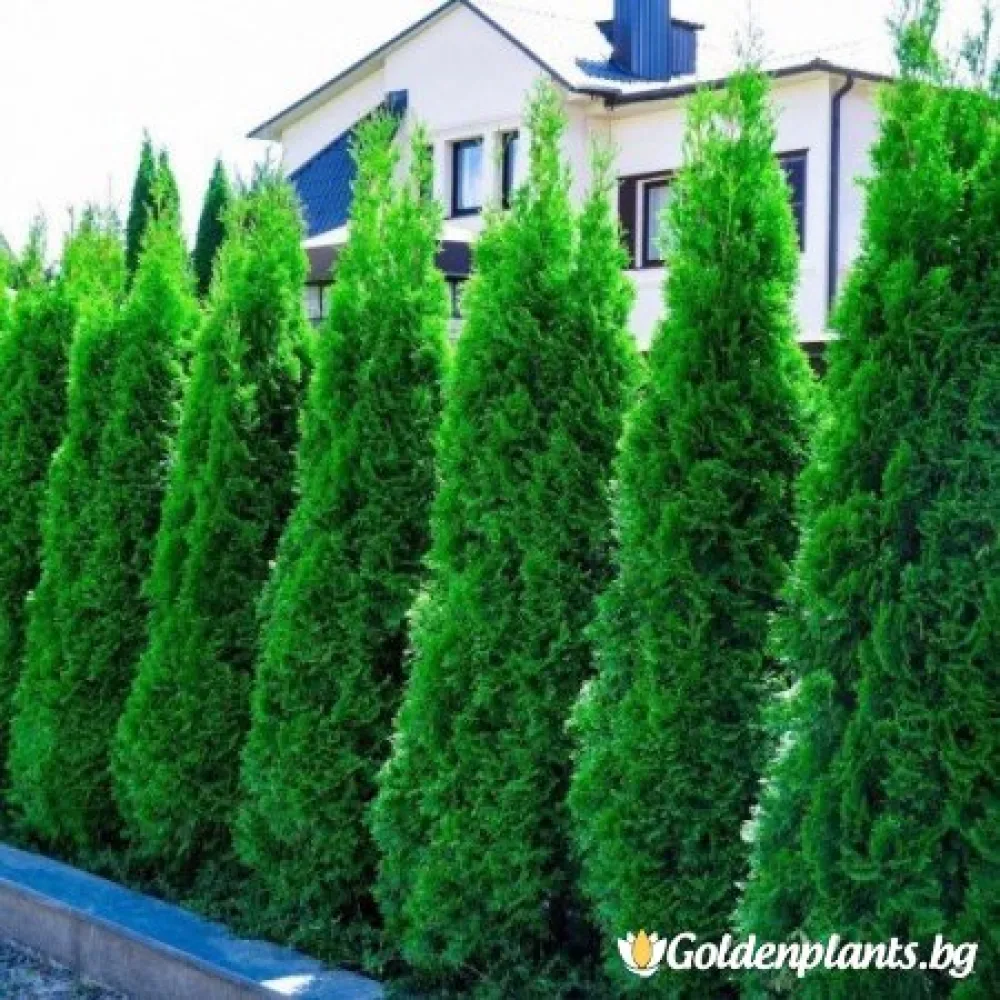 Туя смарагд 30-40см (дървесен вид)
