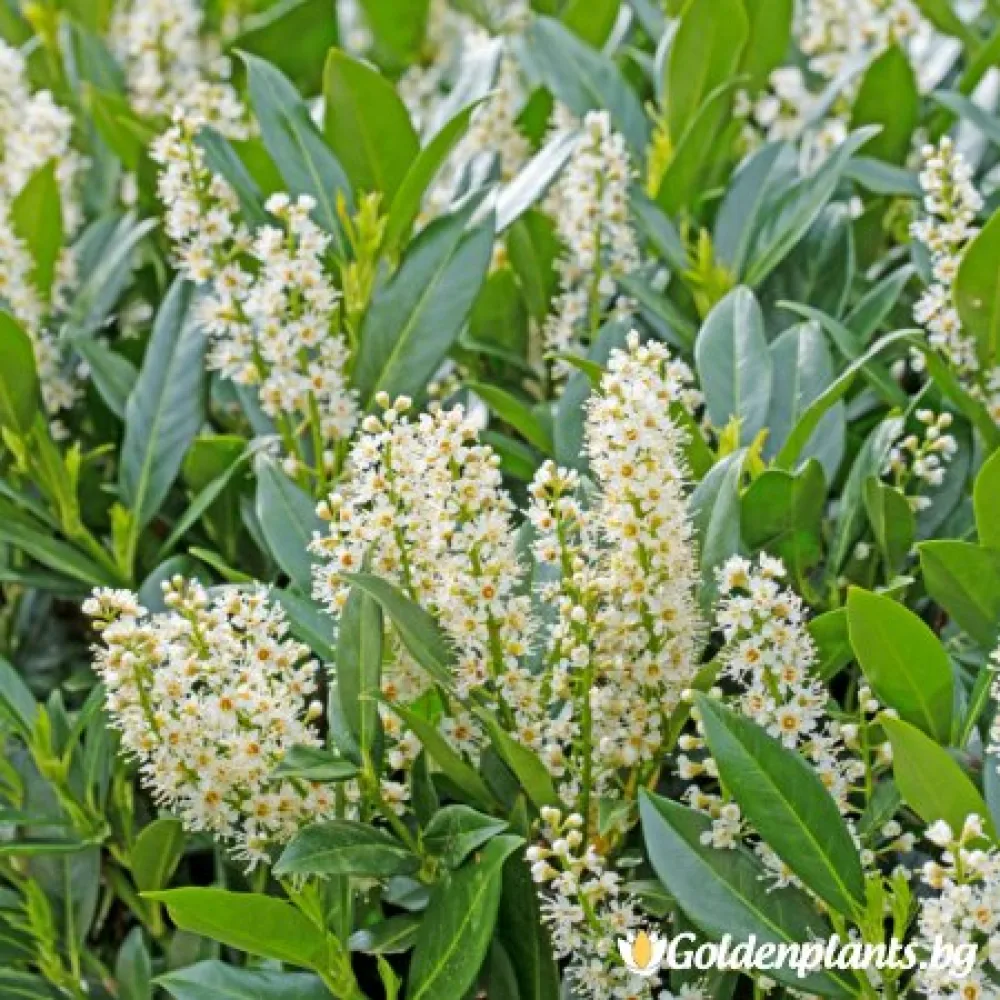 Лавровишна (за жива ограда)