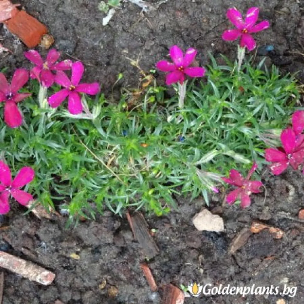 Алпийски Флокс Цикламено червен / Phlox (D) Ochsenblut (градински вид)