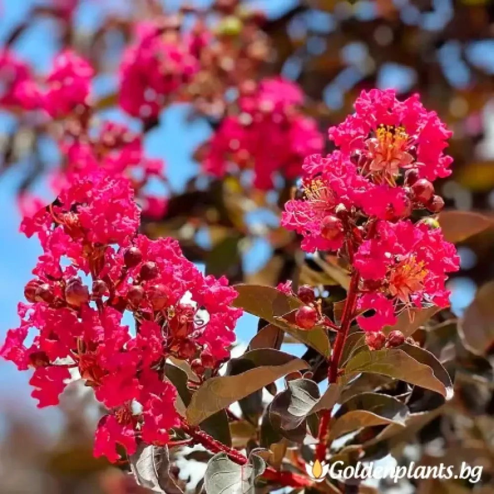 Индийски Люляк – сорт ‘Мистика Магента’