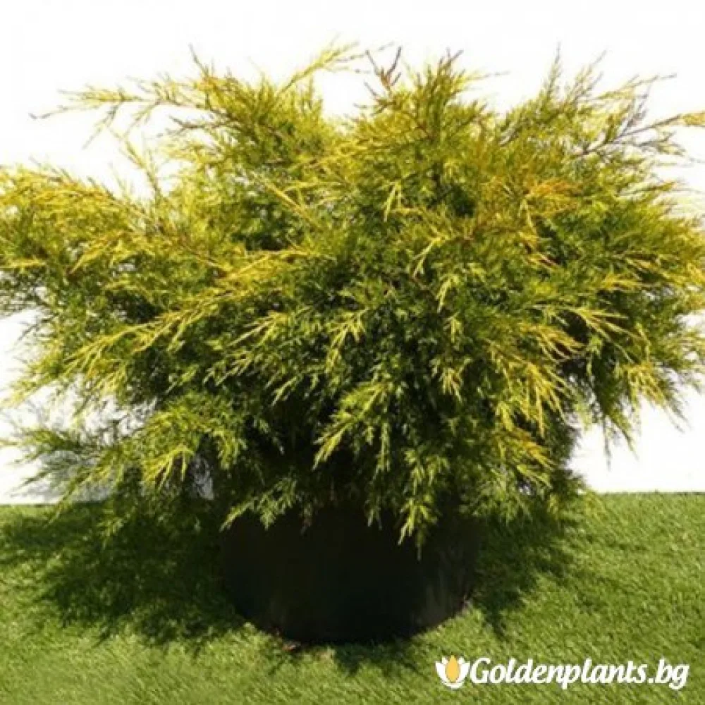 Юниперус Kuriwao Gold (градински вид)