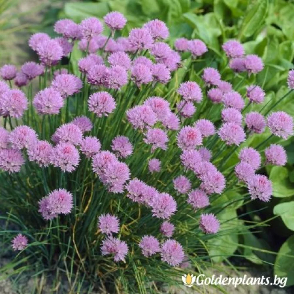 Сибирски лук, резанец (градински вид)