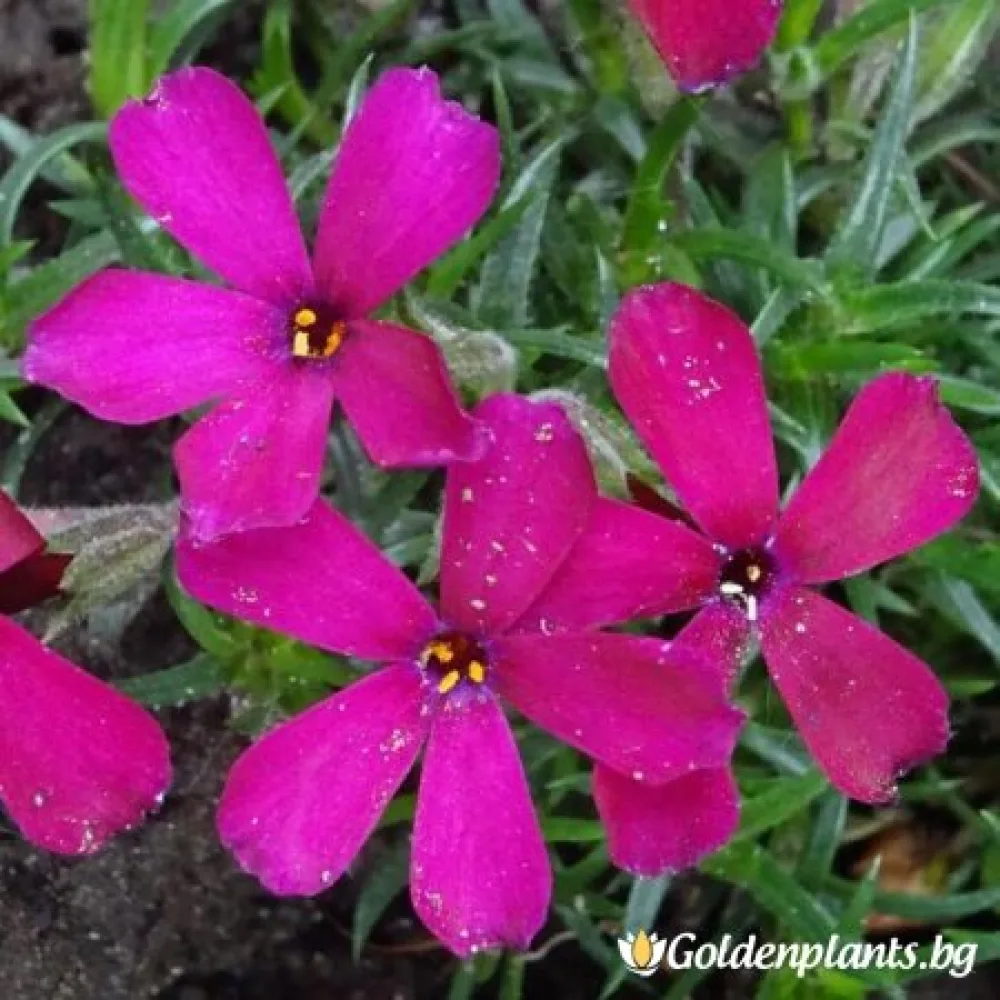 Алпийски Флокс Цикламено червен / Phlox (D) Ochsenblut (градински вид)