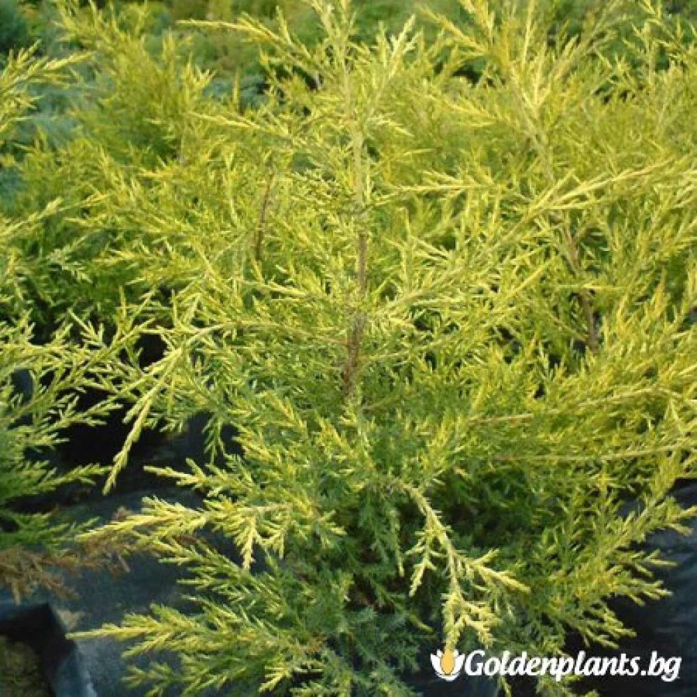 Юниперус Kuriwao Gold (градински вид)