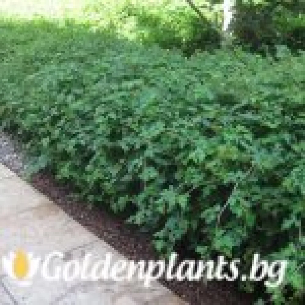Стефанандра (за жива ограда)