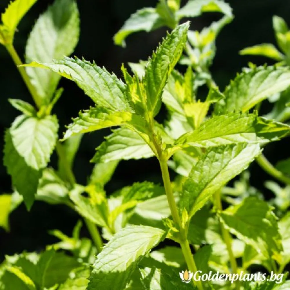 Мента Zitronen Mint (градински вид)