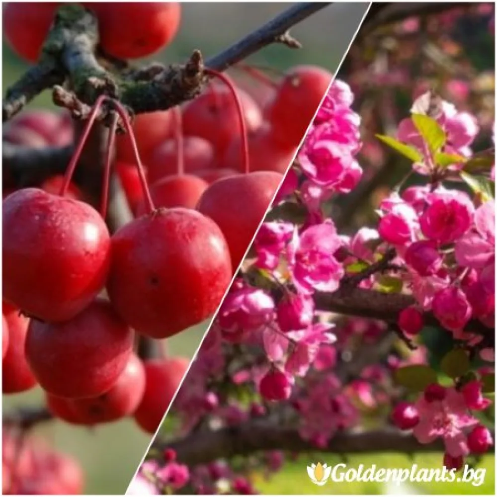 Декоративна райска ябълка – сорт ‘Ола’