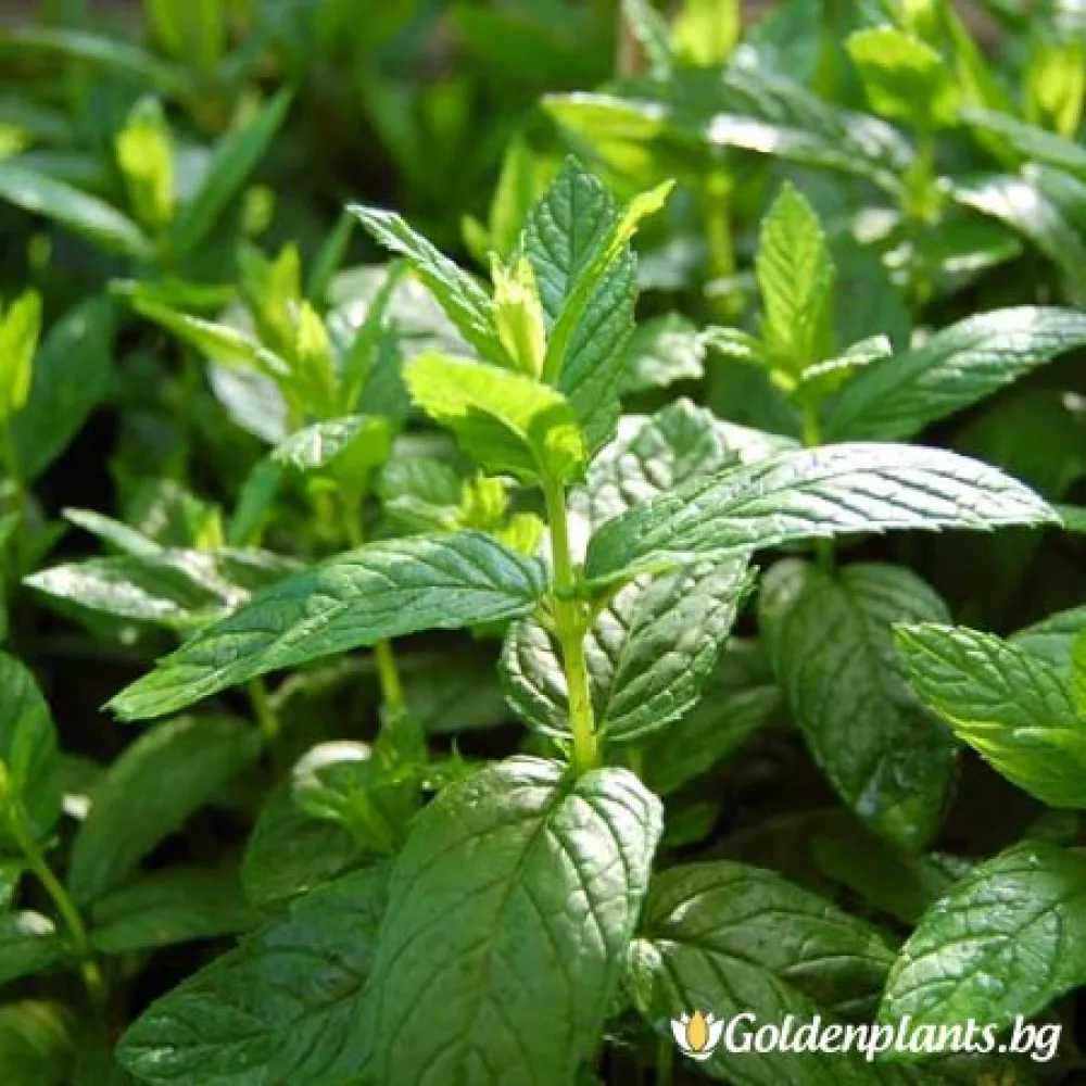 Мента Zitronen Mint (градински вид)