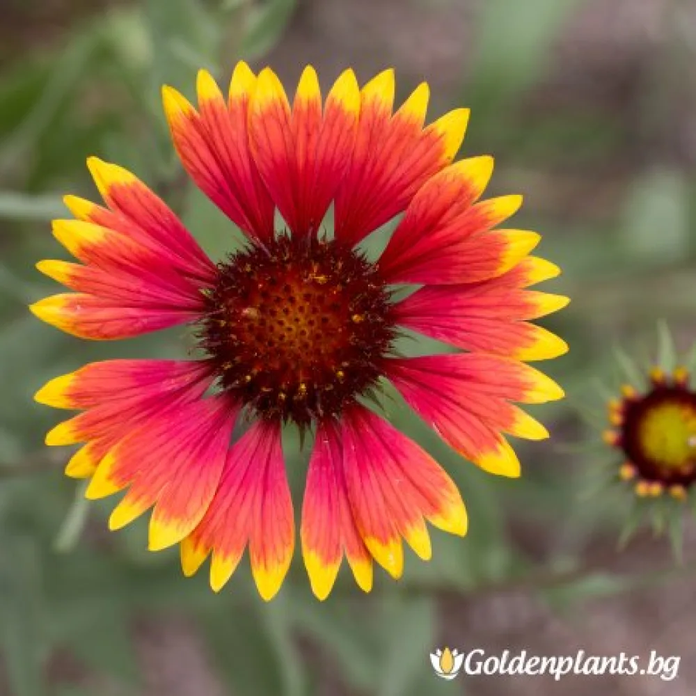 Гайлардия оранжева / Gaillardia (цъфтящ вид)