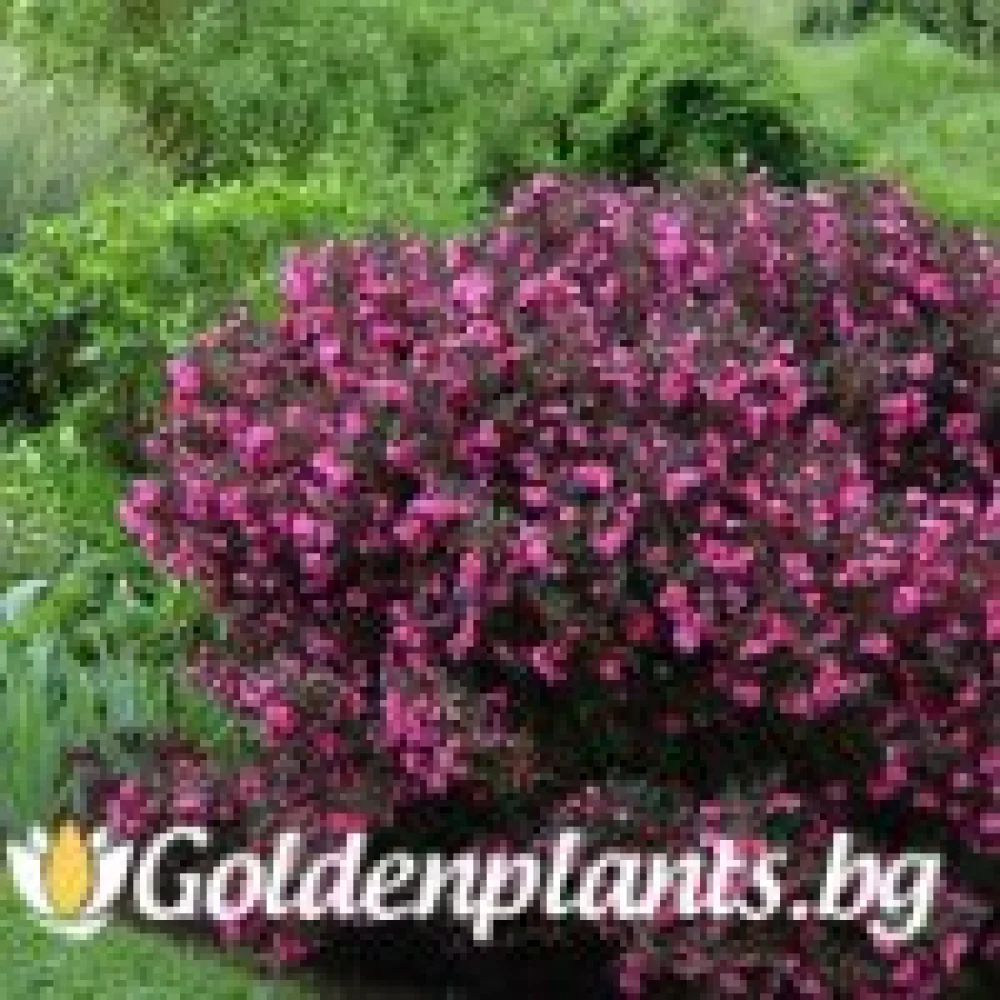Вайгела florida Purpurea (дървесен вид)