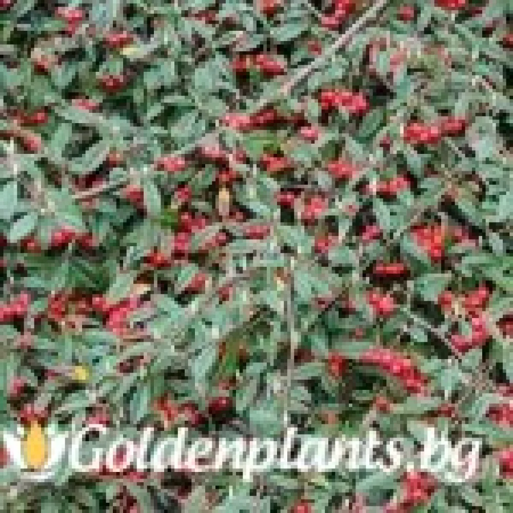 Котонеастър Salicifolia (за жива ограда)
