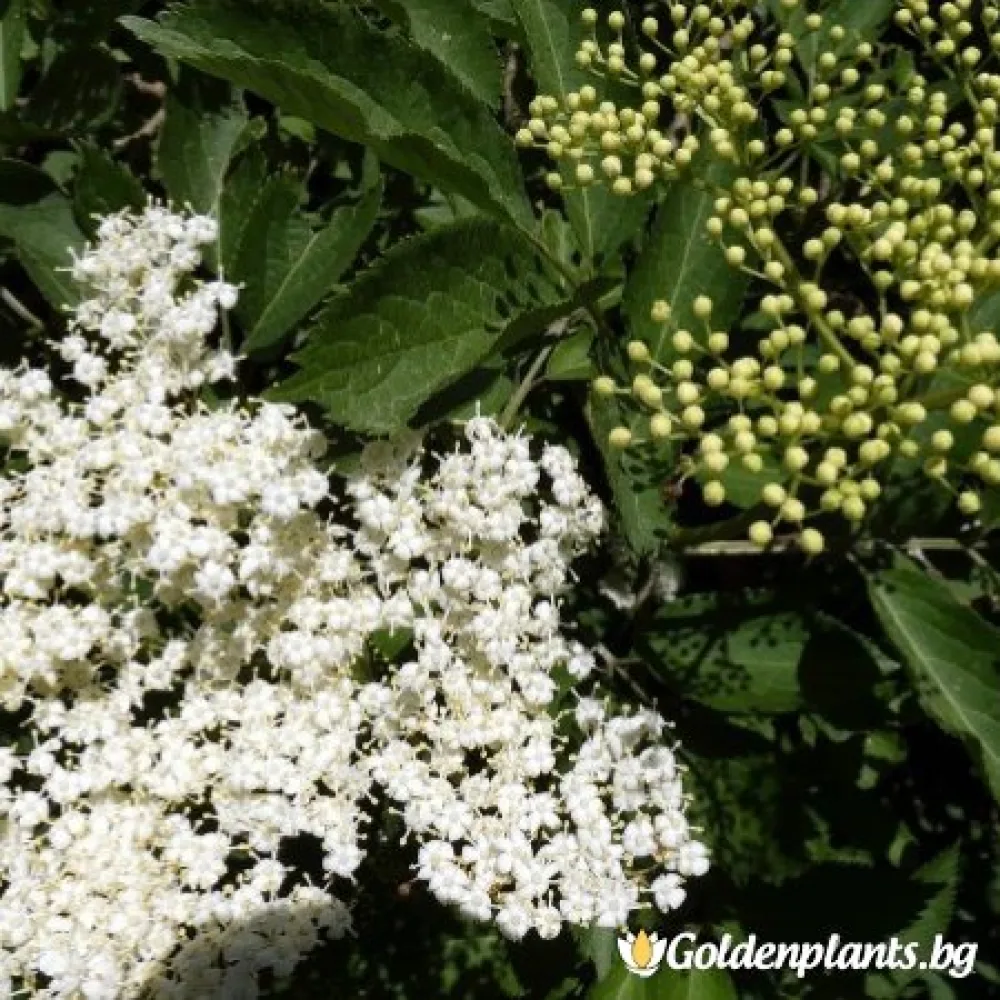 Черен бъз (плодов сорт)
