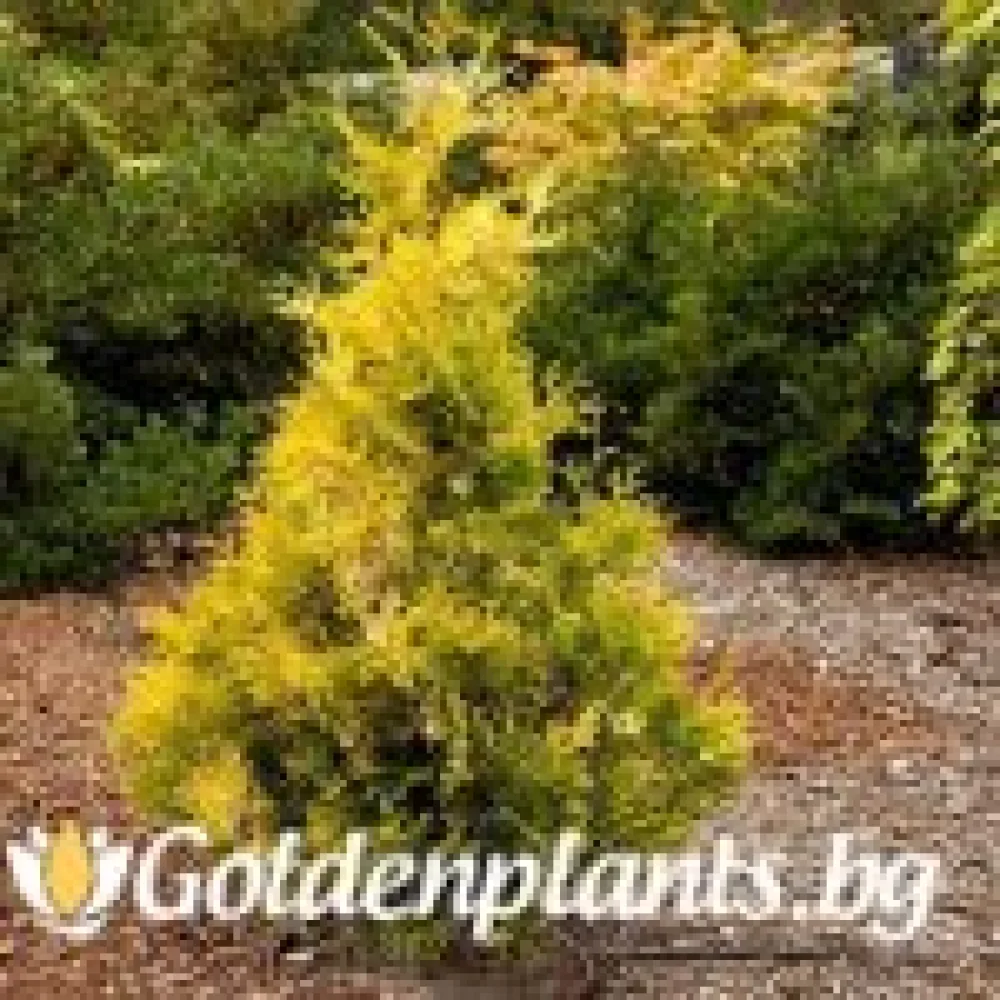 Западна туя Malonyana Aurea (дървесен вид)