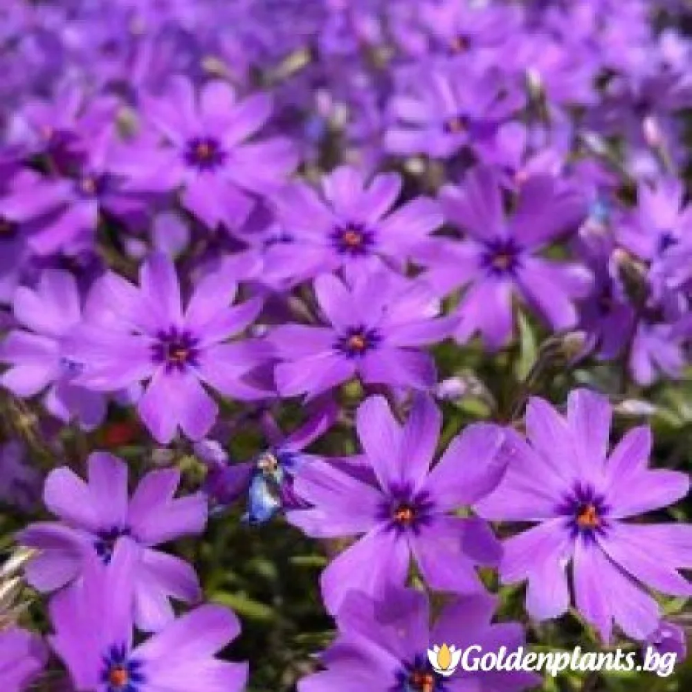 Алпийски Флокс Purple Beauty (градински вид)