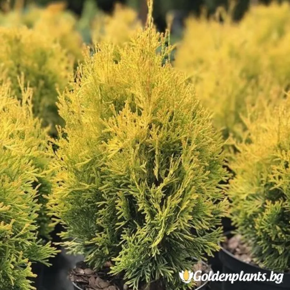 Западна туя Malonyana Aurea (дървесен вид)