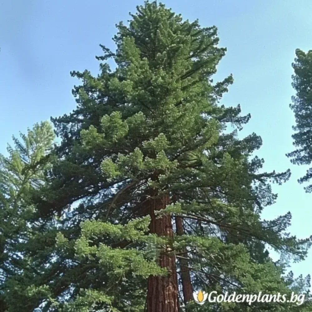 Калифорнийска Секвоя (дървесен вид)