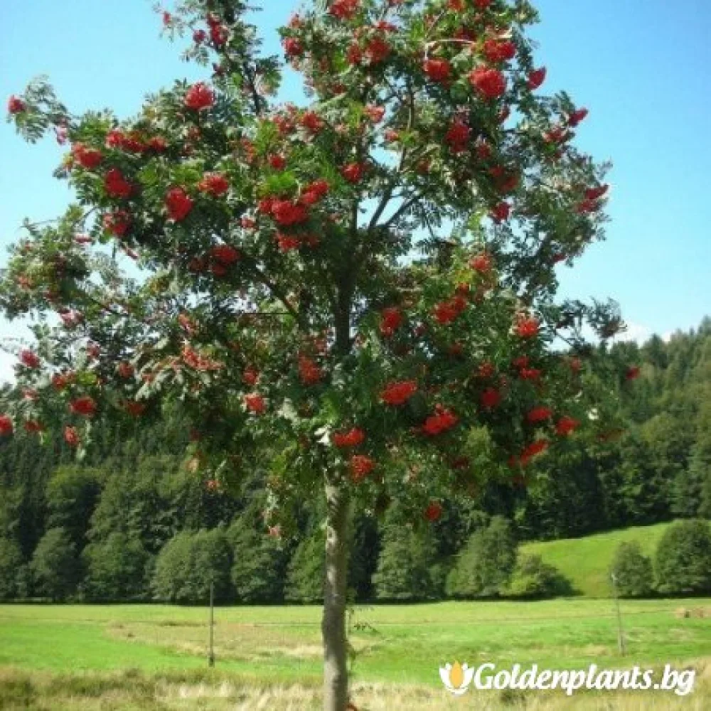 Офика / Самодивско дърво (дървесен вид)