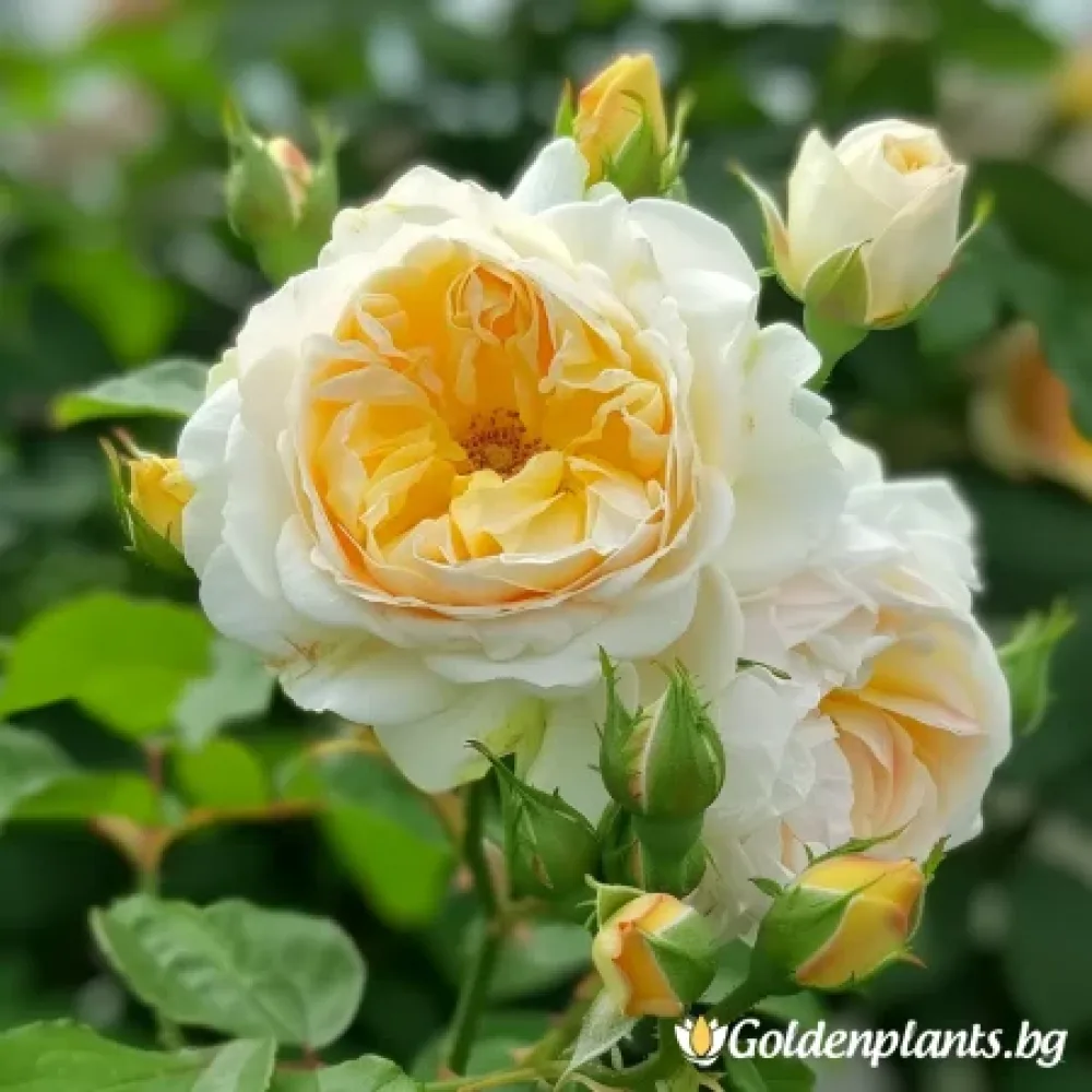Роза – сорт ‘Жълта Съблазън’ (гол корен)