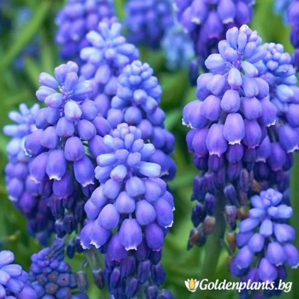 Мускари (Кукувиче грозде) (градински вид)