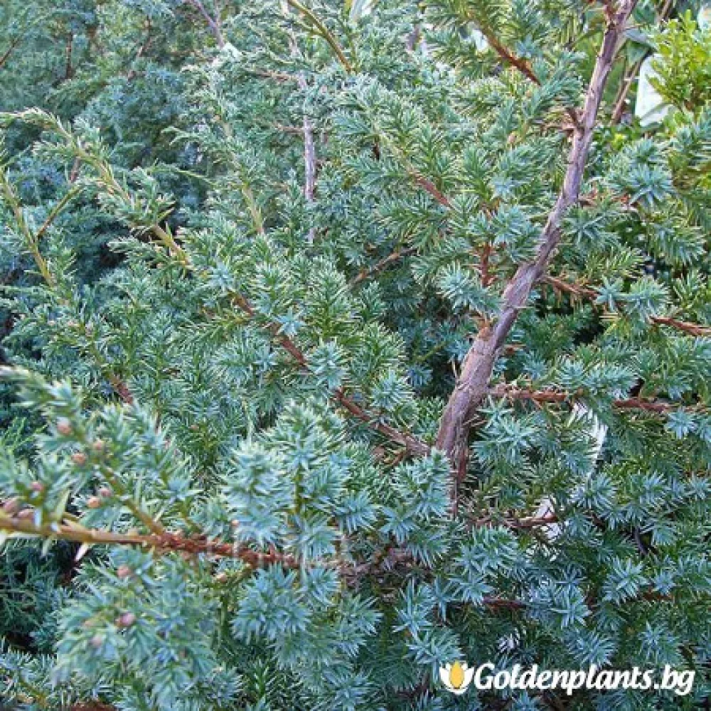 Юниперус Сини Алпи 30-60 см (за жива ограда)