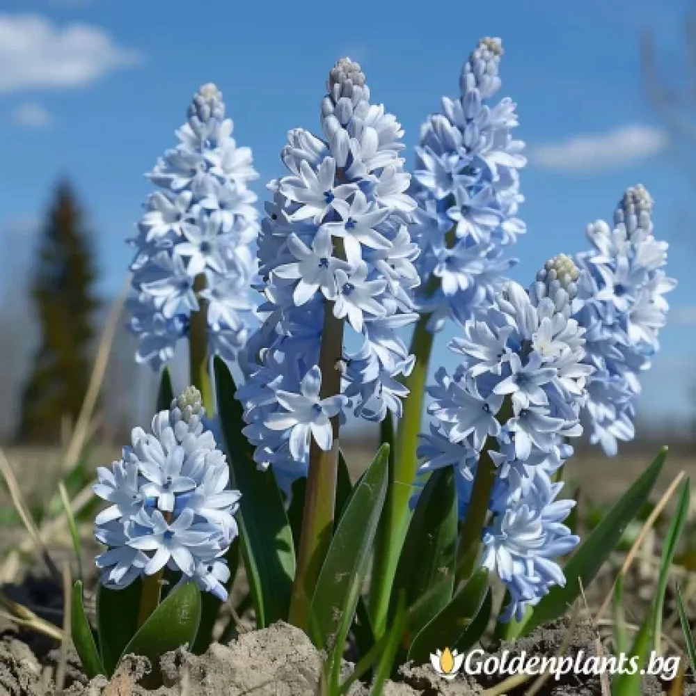 Ливанска Пушкиния (градински вид)