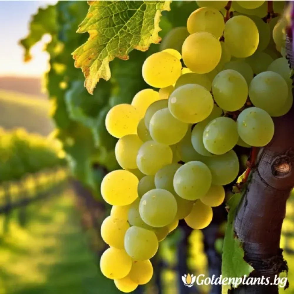 Лоза сорт Шардоне /Chardonnay/ - ранно зреещ (лозов сорт)