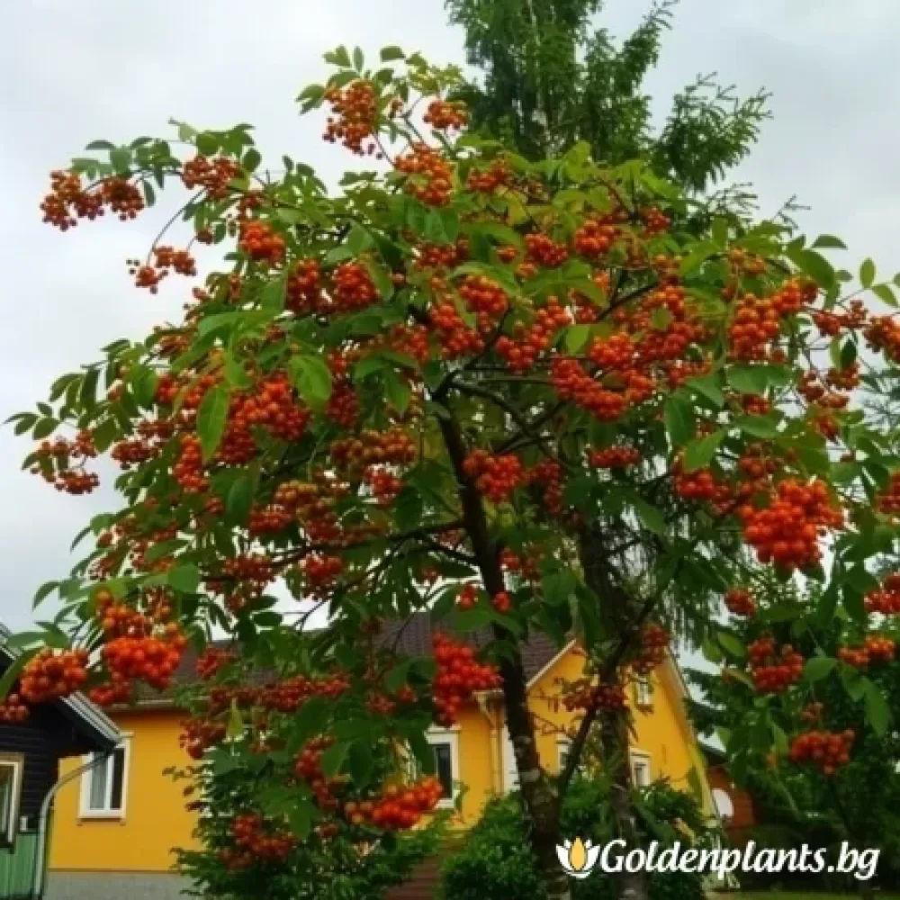 Плачеща Офика 140см (дървесен вид)
