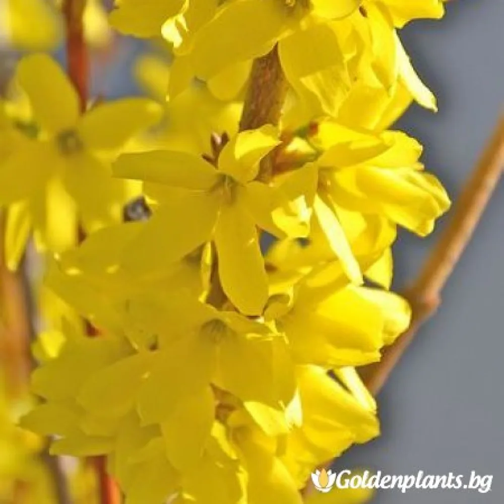 Форзиция – сорт ‘Златна магия’