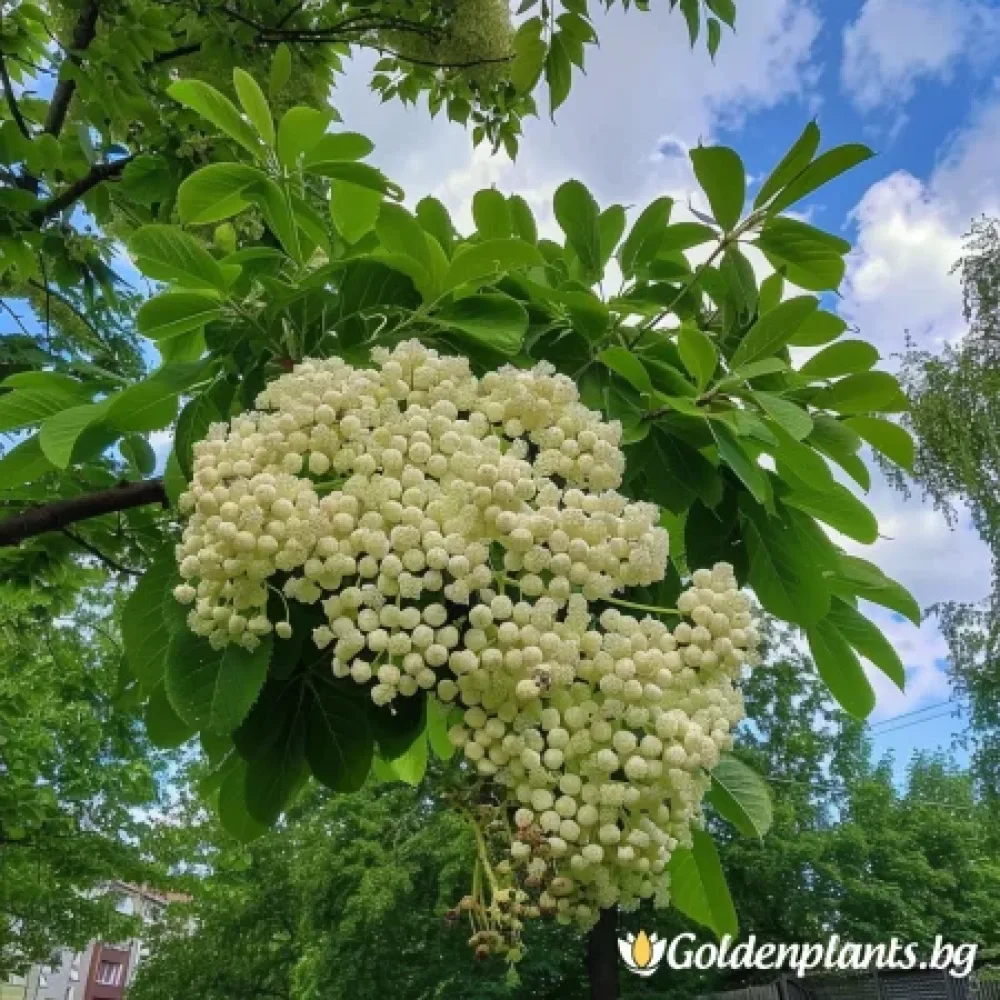 Офика Бяла 120см (дървесен вид)