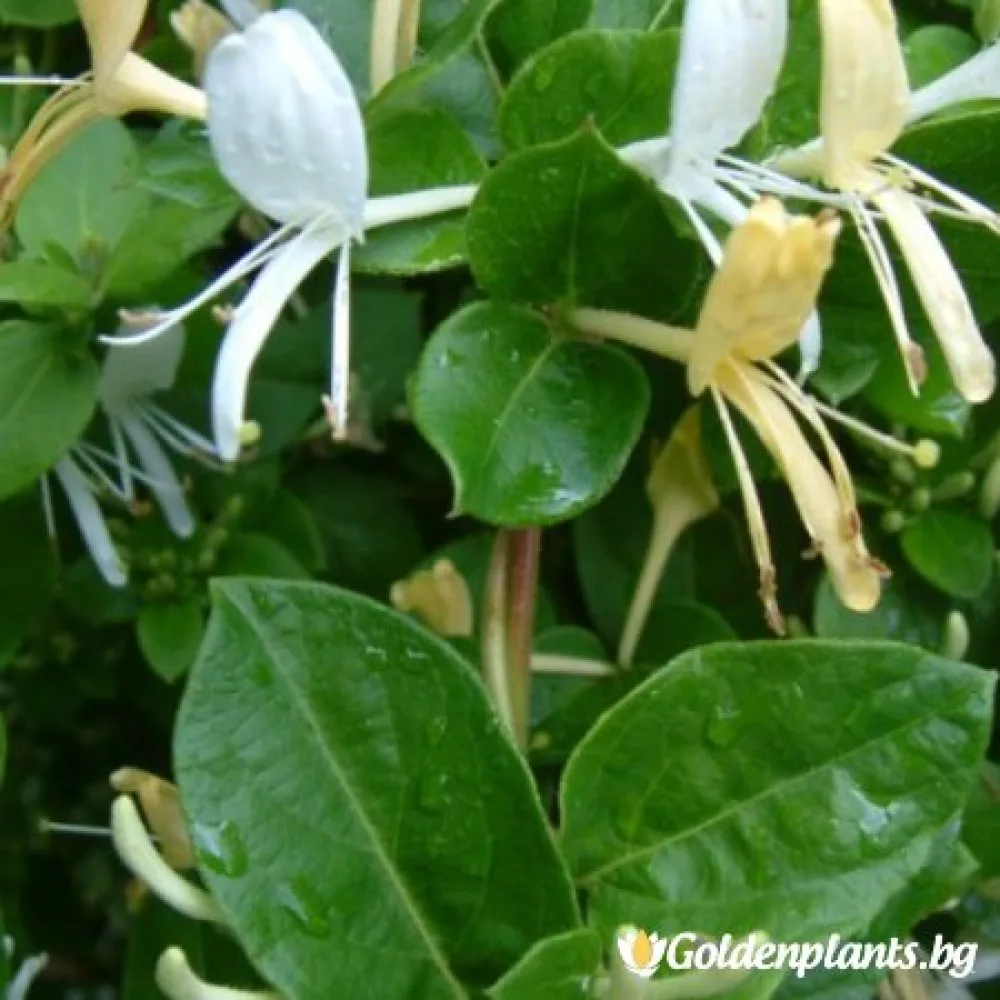 Лоницера Japonica (за жива ограда)