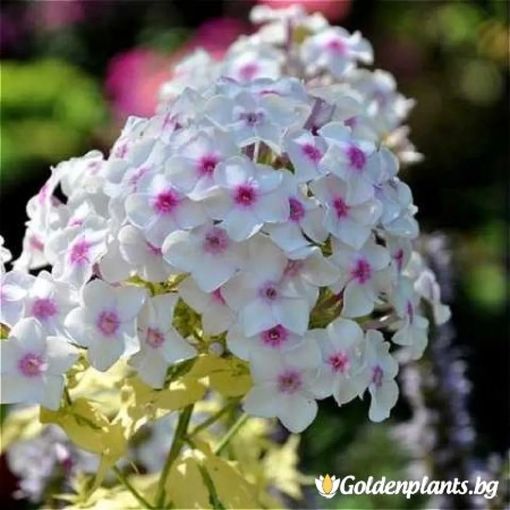 Алпийски флокс шарен (градински вид)