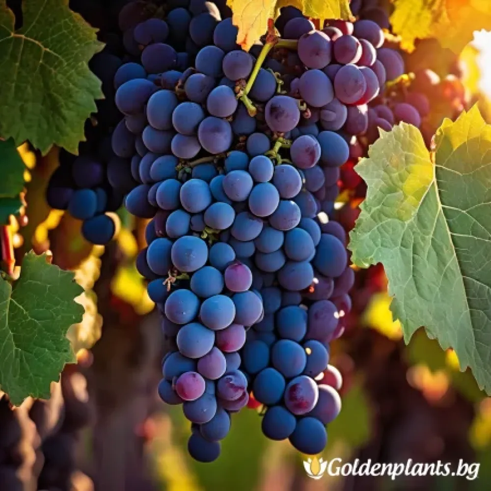 Лоза сорт Каберне Фран /cabernet franc/- Средно късно зреещ (лозов сорт)